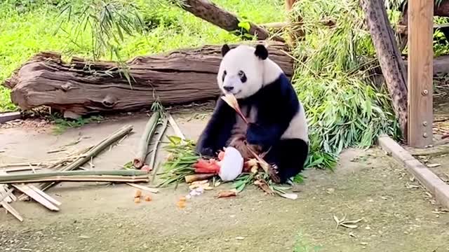 Chúc mừng sinh nhật gấu trúc🐼