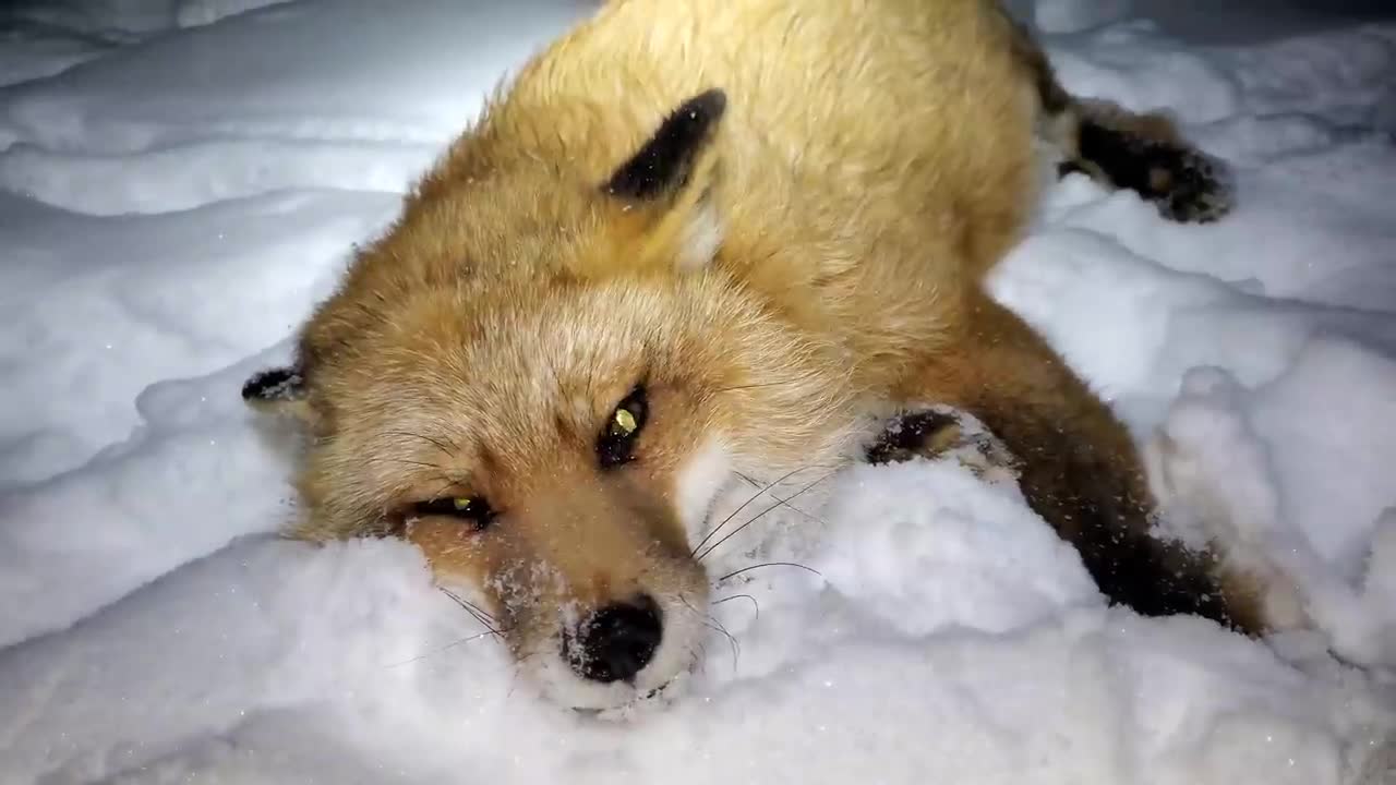 Finnegan's foxes and cat play in the snow! A surprise visit from a border collie!