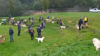 Golden Retriever Gathering in Scotland