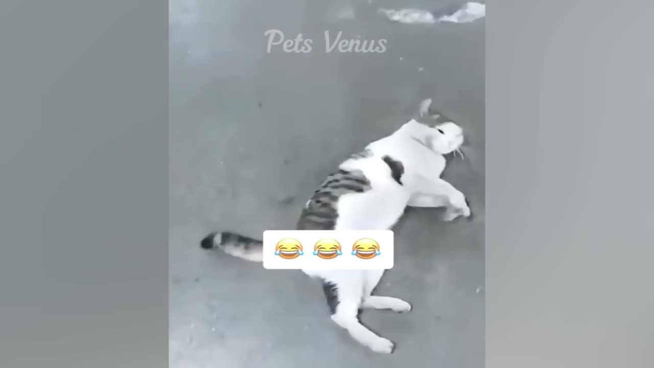 New Funny Animals 🤣 Funniest Cats and Dogs 2023 😹🐶 Part 17