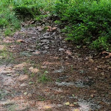 The lost ability every animal and plant has but humans lack #mockumentary