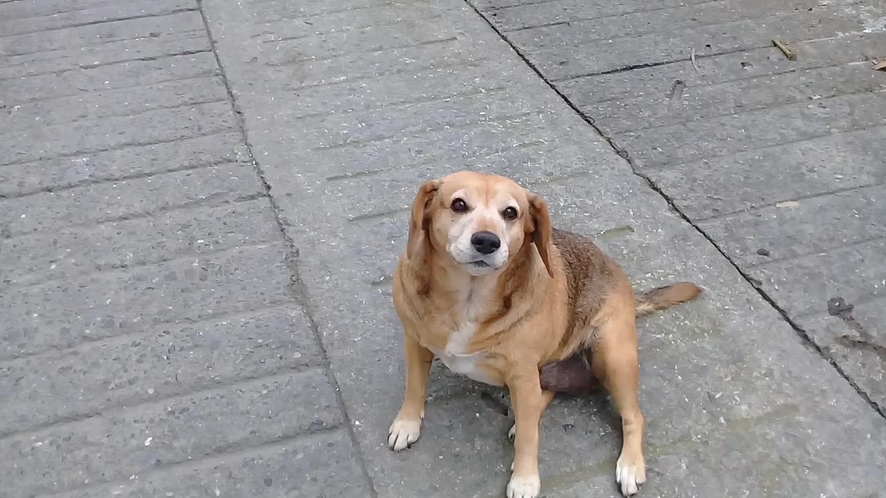 Perro y sus movimientos graciosos