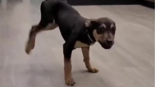 Funny Dogs from Tik Tok - Try not to laugh! 😍😍😍