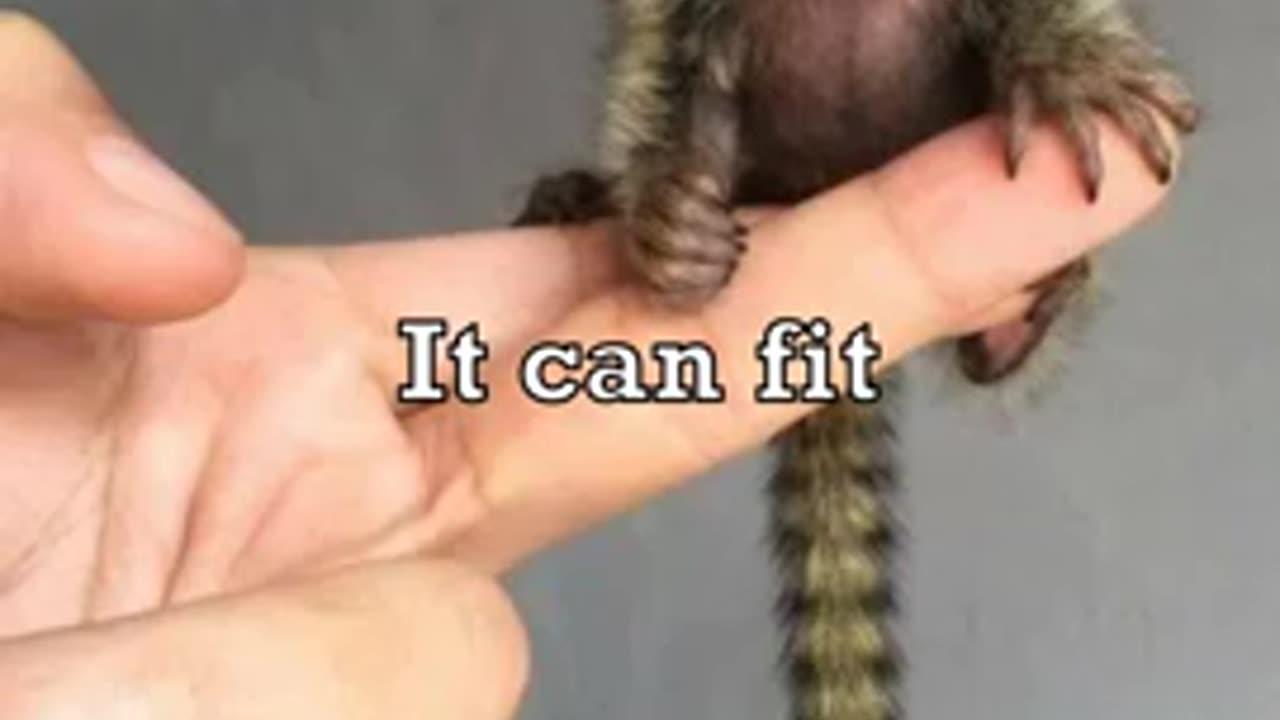 Smallest Monkey In The World 2024Viral