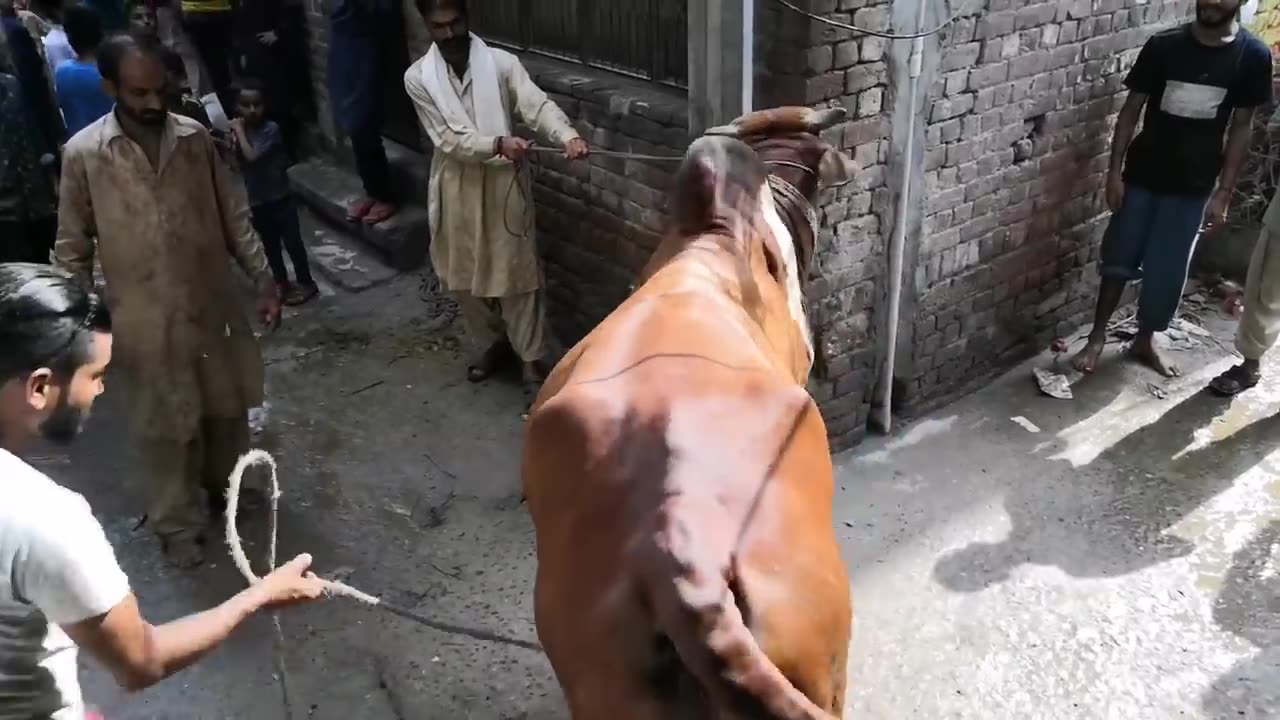 Denger bull 🐂 in pakistan