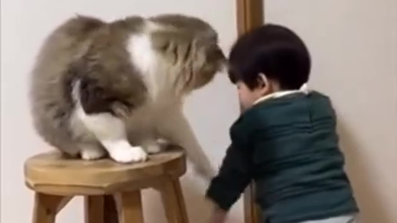 Cat vs baby