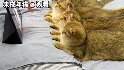 Cute Cat Funny Video 2023