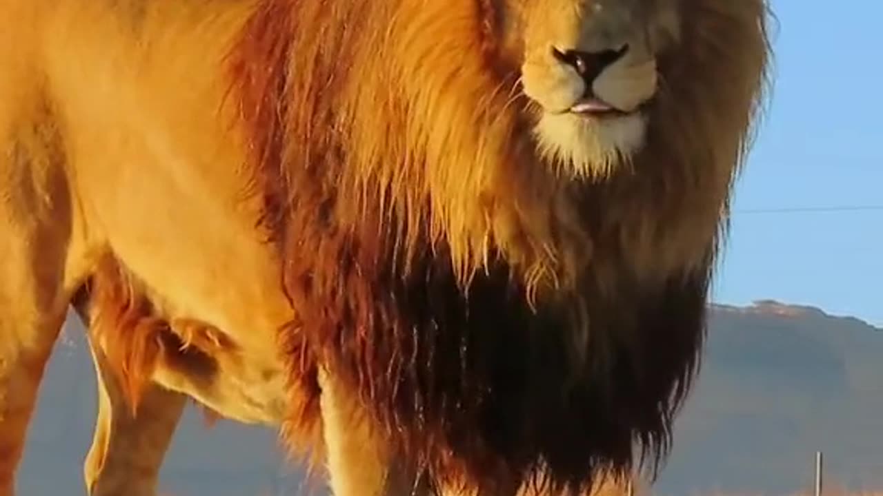 LION