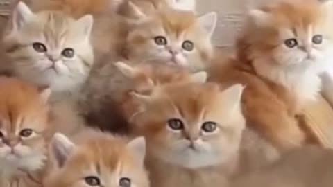 Funny Animal Videos #41