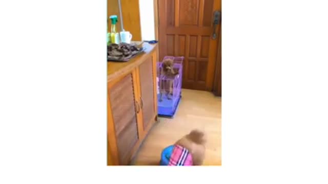 Fantastic animals videos