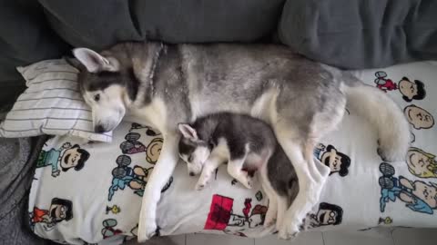 Husky Puppy and Dad's First Nap Ever!