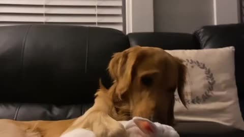 Dog loves to pet his rabbit best friend.