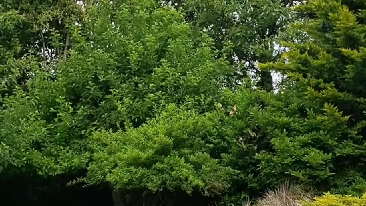 Alone in the yard