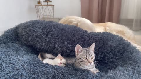 Golden Retriever Shocked by a Kittens occupying his bed!