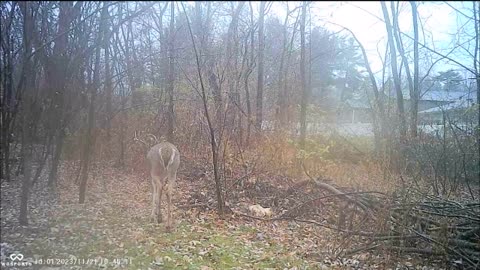 Backyard Trail Cams - Buck with Odd Rack