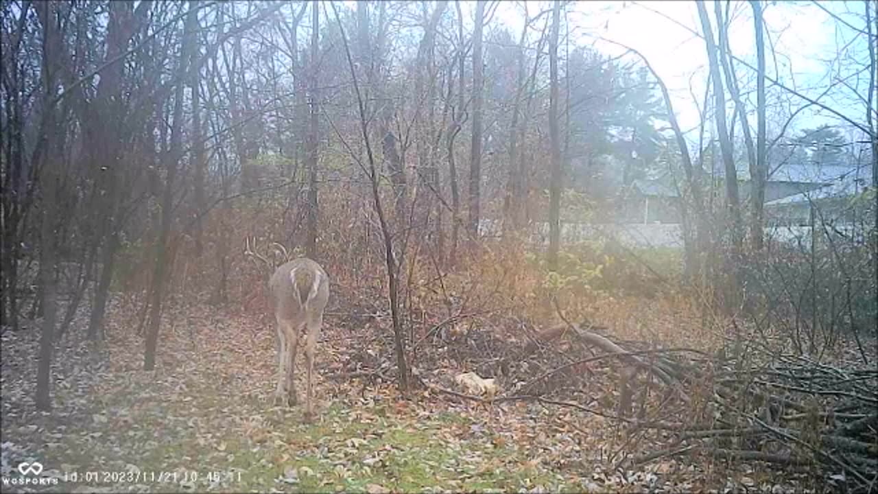 Backyard Trail Cams - Buck with Odd Rack