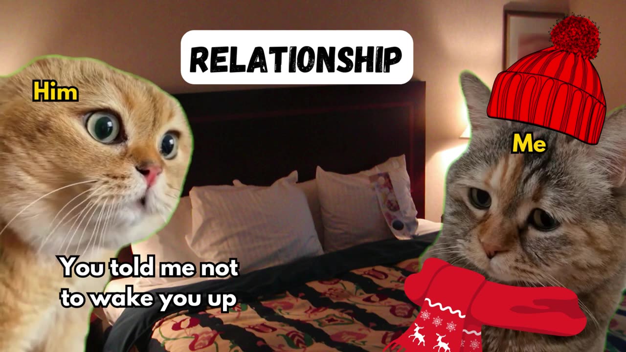 Two Cat talking Funny relationship memes