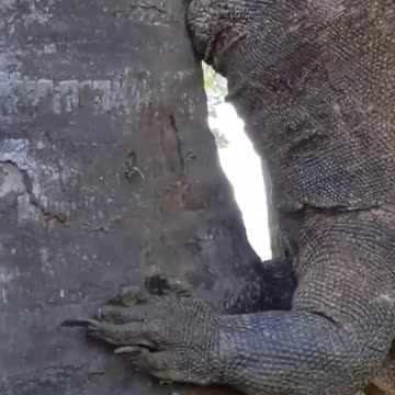 the moment when an exhausted dragon swallows a wild boar's head