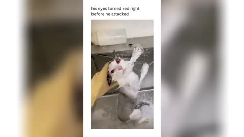 New 😆funny 🤣 Animal, Video, Funniest Dogs And,Cat 😺