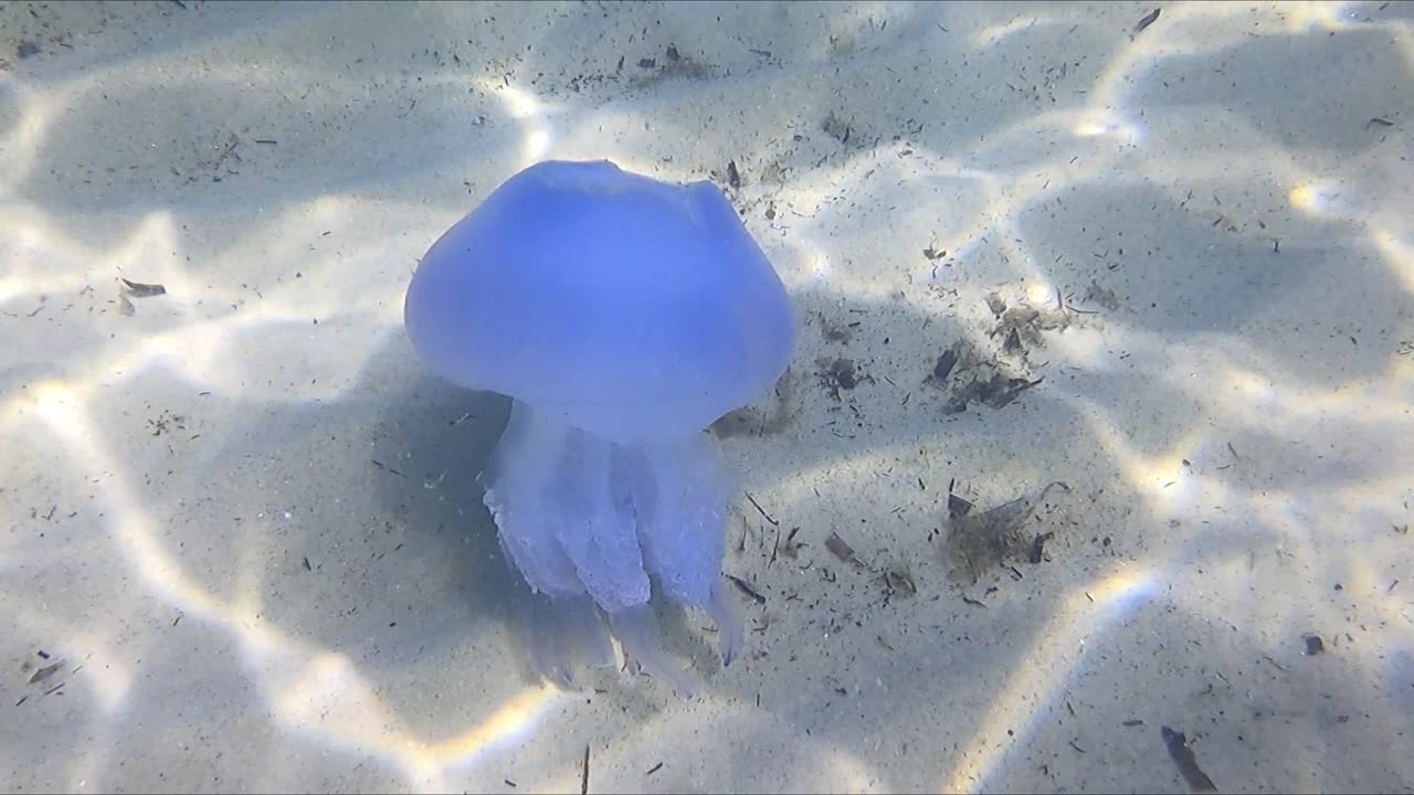 Tunesien 2023 - Qualle - jellyfish - 3