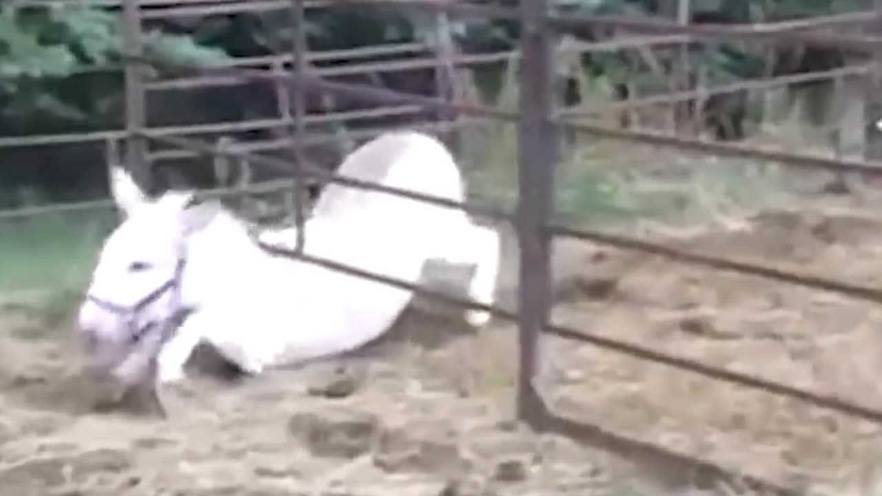 Pets escaping videos in a funny way