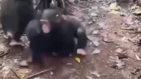 Animals Funny Moment with Friends Entertaining Video