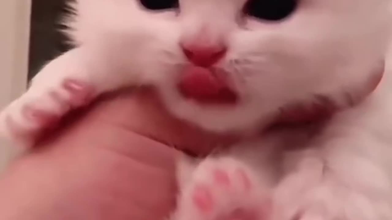 Beautiful cat video 😍😍
