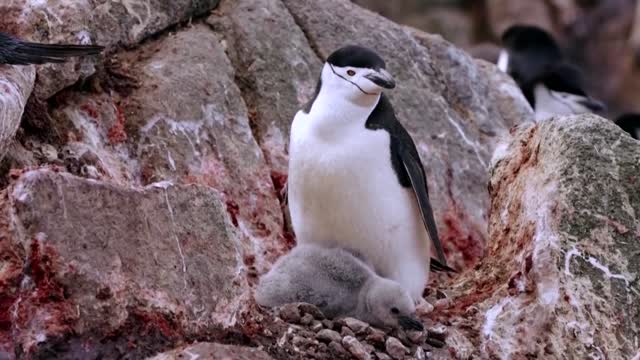 How krill fishery threatens Antarctic wildlife