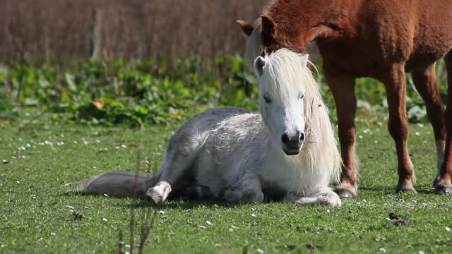 ponies on the grass in a horse farm