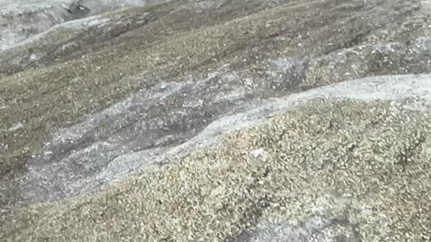 Stone mountain in North Carolina, with bird