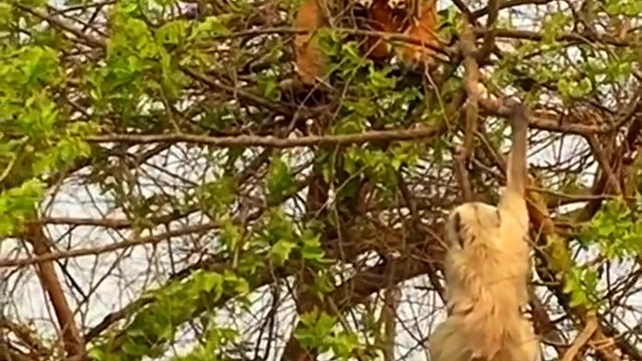 Monkey with lion