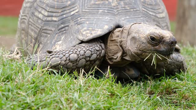 Footage Of The Turtle Eating In Close Up