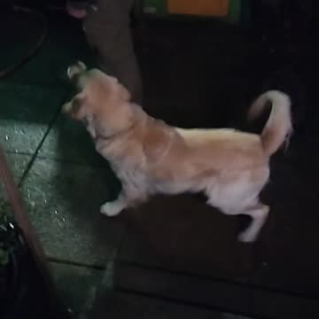 First time hearing fireworks 👇 See the Description for a Surprise!