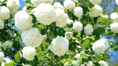 White flowers