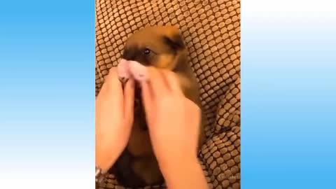 Cute Funny cats