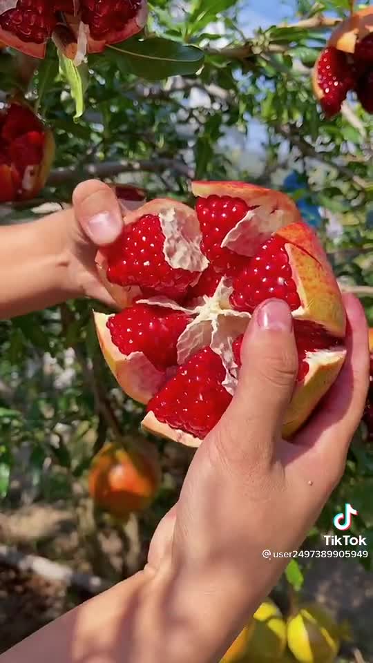 Pomegranate plantation