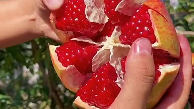 Pomegranate plantation