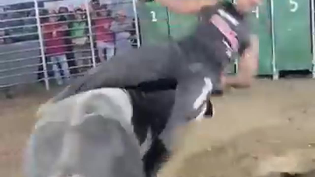 Bulls ride🤣😂
