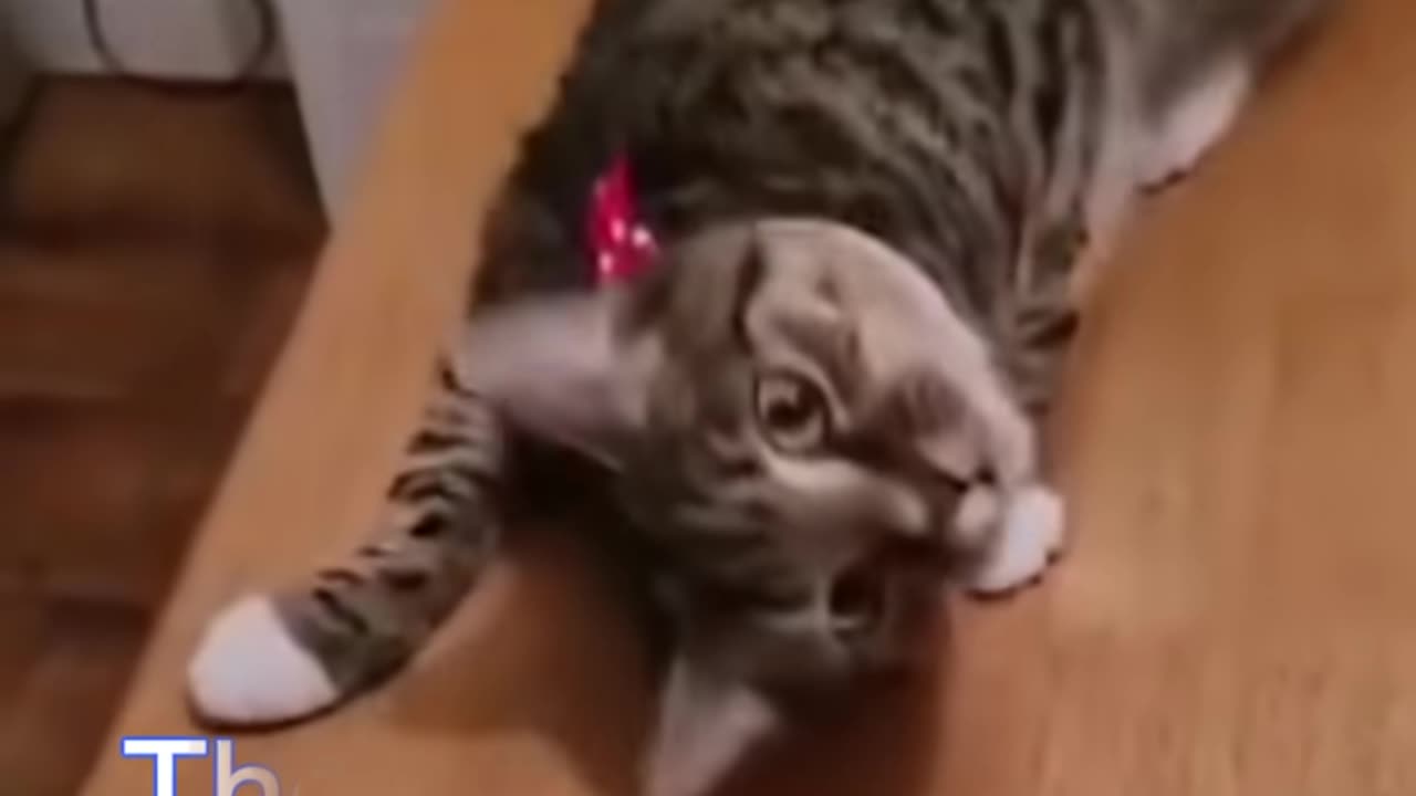Funniest cats