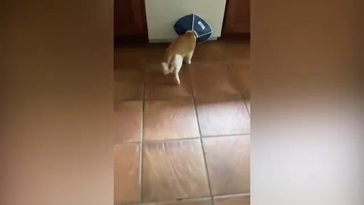 Funniest Cats Videos That Will Make You Laugh Funny Animal Videos 2023 Part 21πΌπΉπ