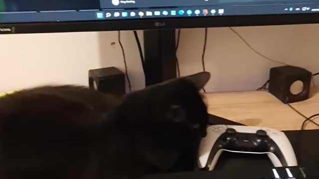 This cat wants to roll on my keyboard