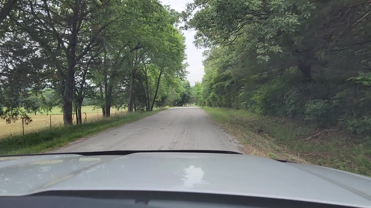 Following a whitetail on the county road this morning (Friday, June 16th, 2023)