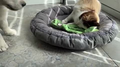 What does a Golden Retriever Puppy do when a Cat Occupied her Bed