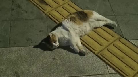 comfortable cat in the world
