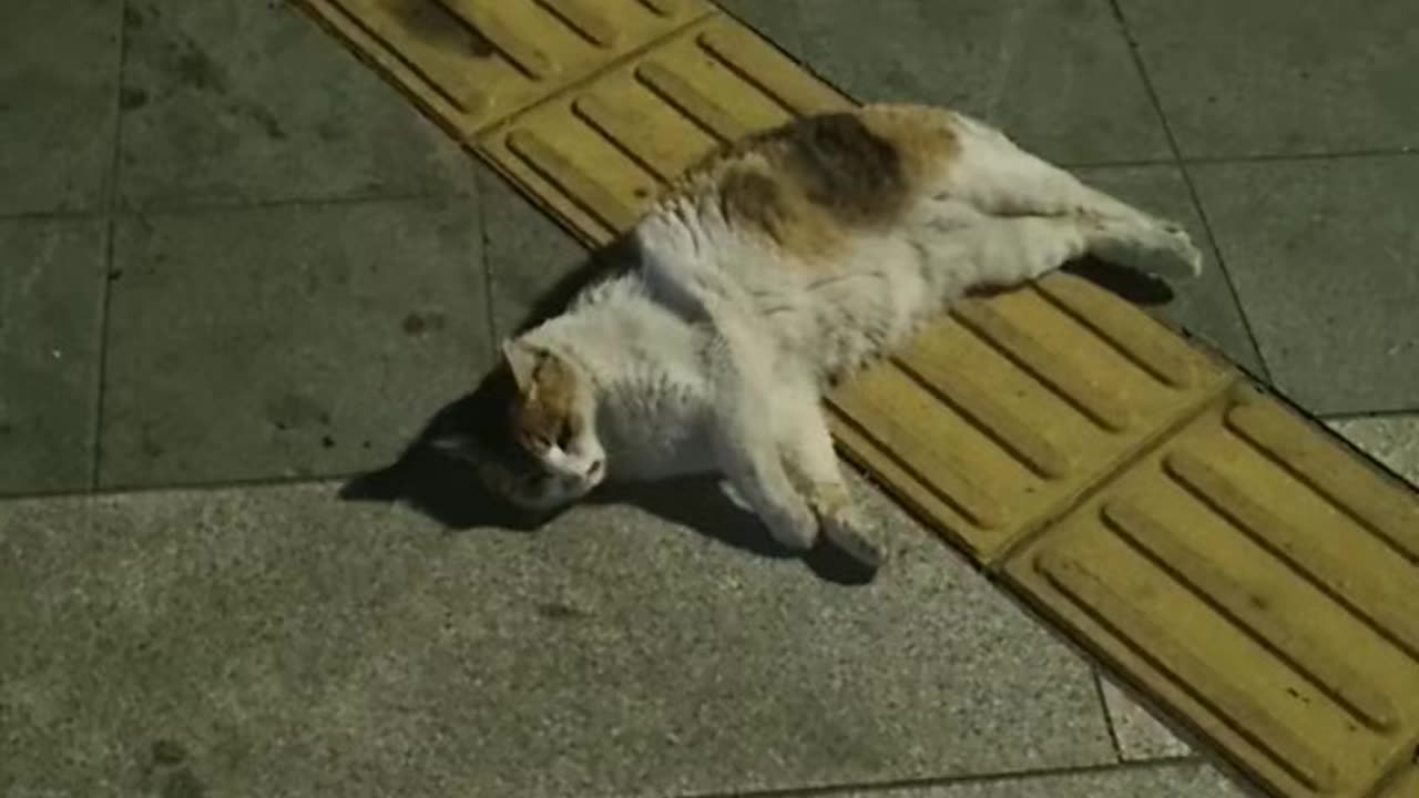 comfortable cat in the world