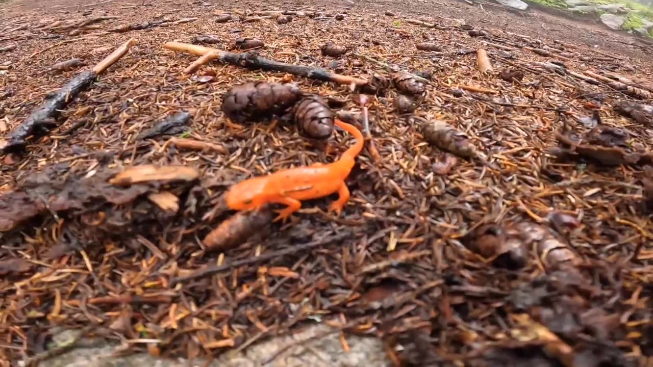 Eastern Newt