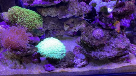 coral tank20230111