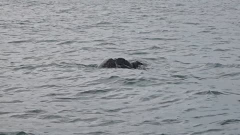 Sea Turtles Mating In Ocean Water