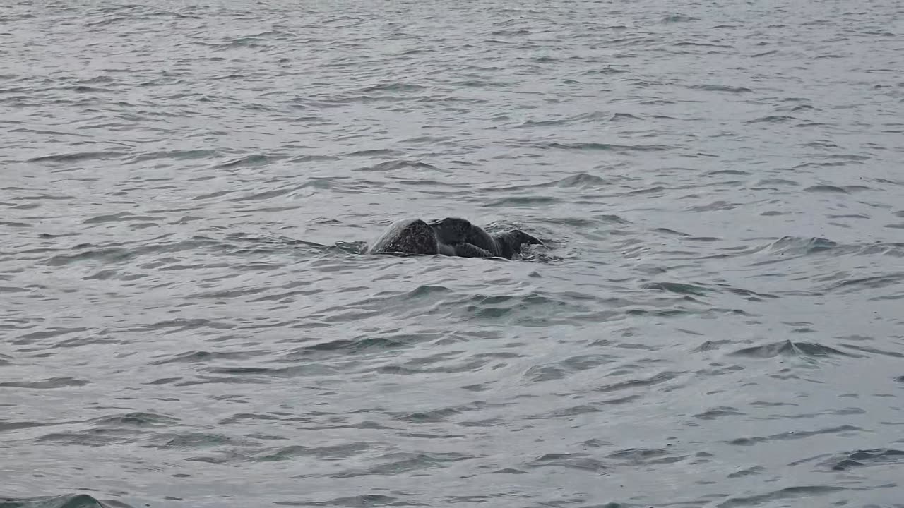 Sea Turtles Mating In Ocean Water