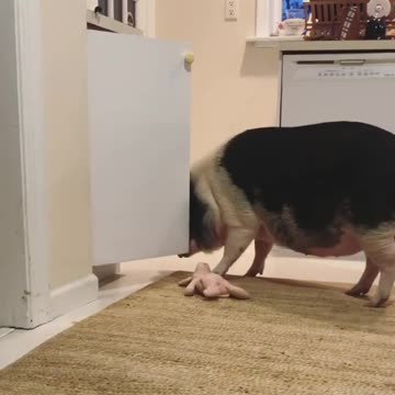 Can I have your piggy?